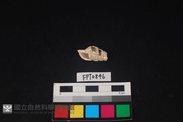 貝殼藏品圖，第1張