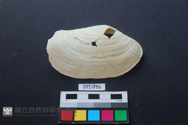 貝殼藏品圖，第1張