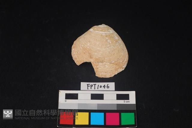 貝殼藏品圖，第1張
