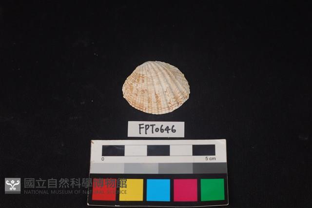 貝殼藏品圖，第1張