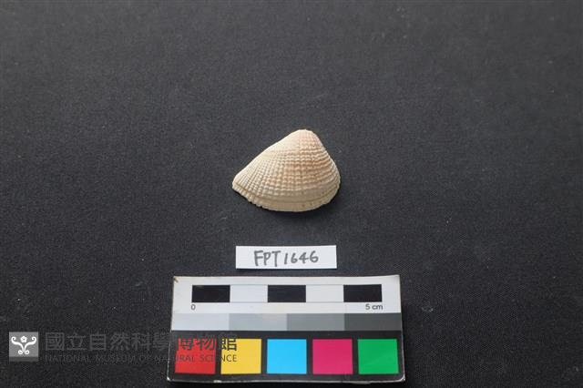 貝殼藏品圖，第1張