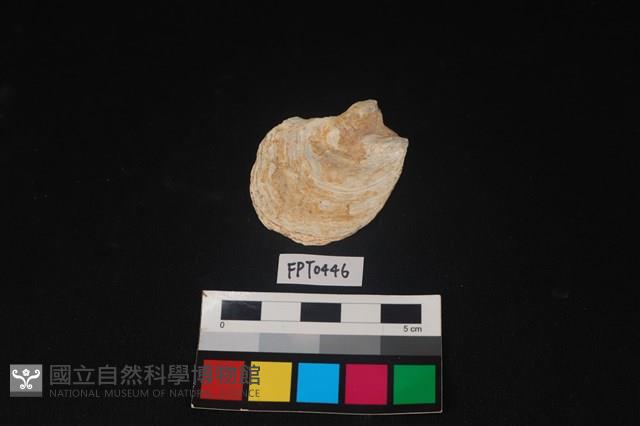 貝殼藏品圖，第1張