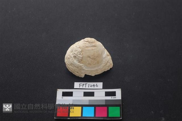 貝殼藏品圖，第1張