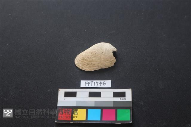 貝殼藏品圖，第1張