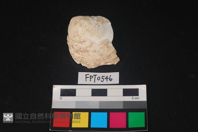 貝殼藏品圖，第1張