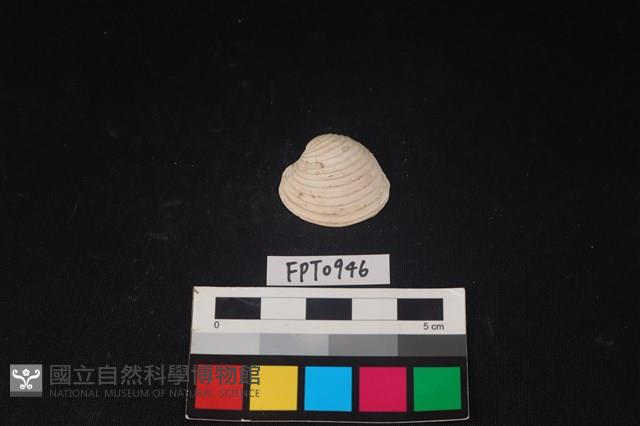 貝殼藏品圖，第1張