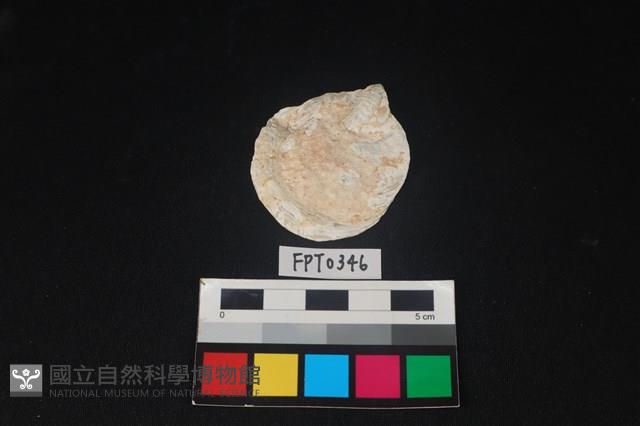 貝殼藏品圖，第1張