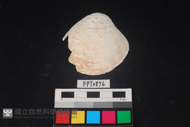 貝殼藏品圖，第1張