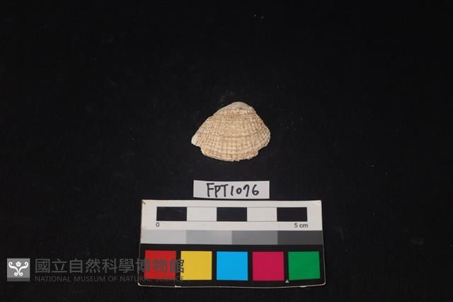 貝殼藏品圖，第1張