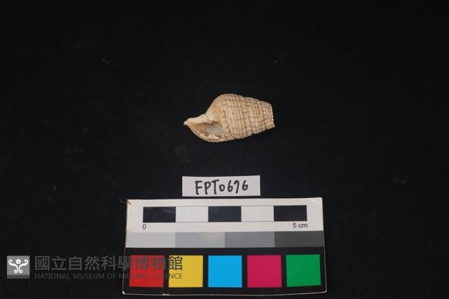 貝殼藏品圖，第1張