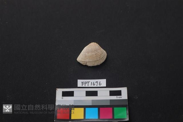 貝殼藏品圖，第1張