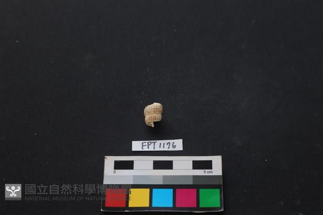貝殼藏品圖，第1張