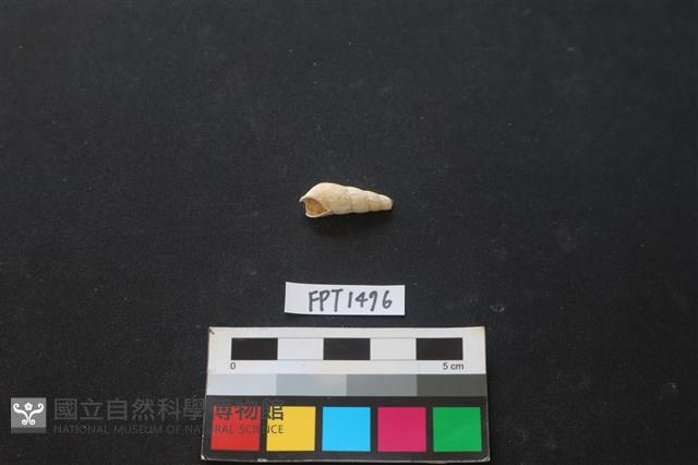 貝殼藏品圖，第1張