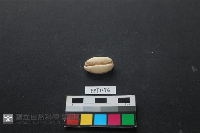 貝殼藏品圖，第1張