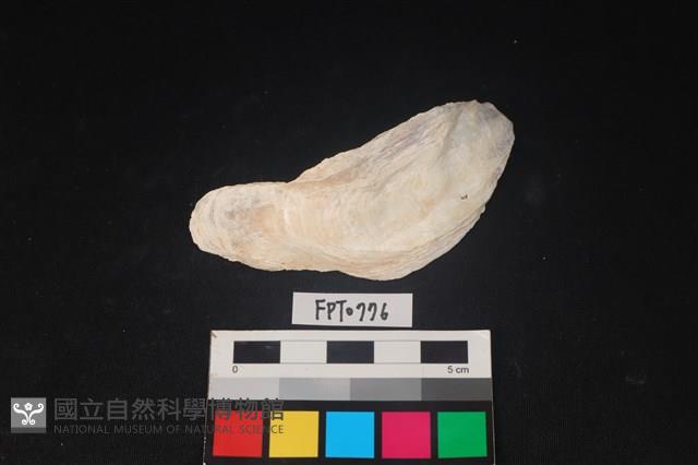 貝殼藏品圖，第1張