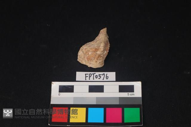 貝殼藏品圖，第1張