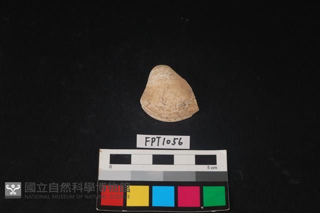 貝殼藏品圖，第1張
