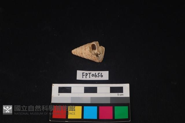 貝殼藏品圖，第1張