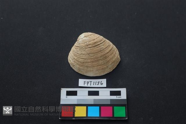 貝殼藏品圖，第1張