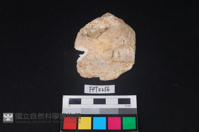 貝殼藏品圖，第1張