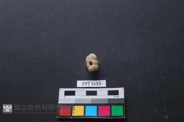 貝殼藏品圖，第1張