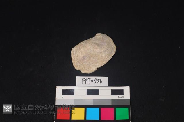貝殼藏品圖，第1張