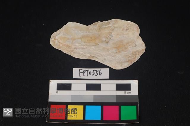 貝殼藏品圖，第1張