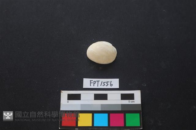 貝殼藏品圖，第1張