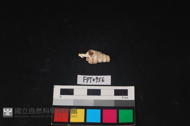 貝殼藏品圖，第1張