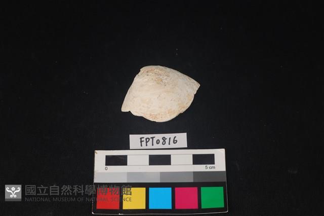 貝殼藏品圖，第1張