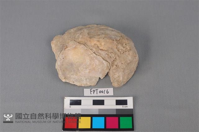 貝殼藏品圖，第1張