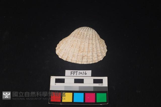 貝殼藏品圖，第1張