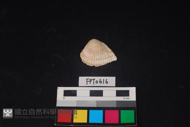 貝殼藏品圖，第1張