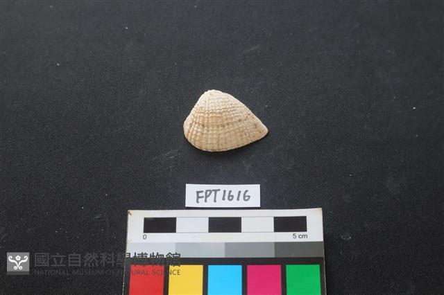 貝殼藏品圖，第1張