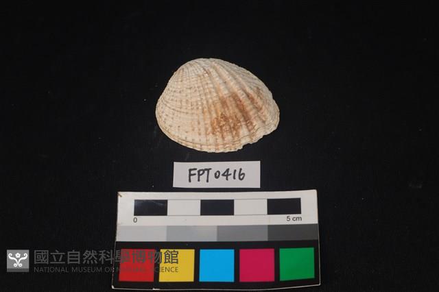 貝殼藏品圖，第1張