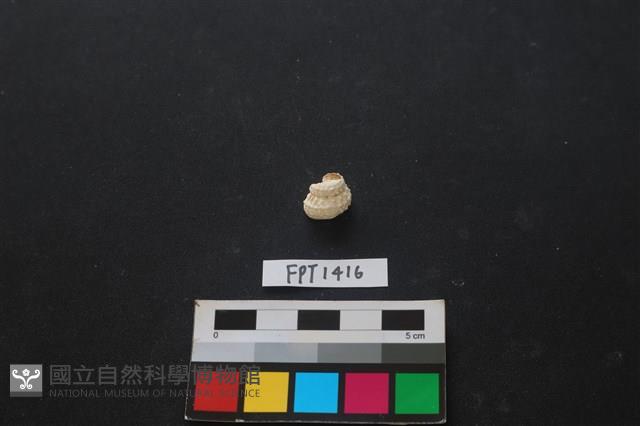 貝殼藏品圖，第1張