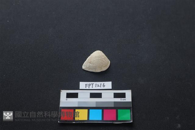 貝殼藏品圖，第1張