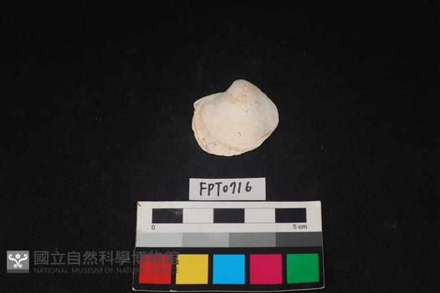 貝殼藏品圖，第1張