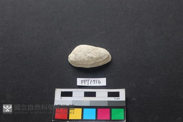 貝殼藏品圖，第1張