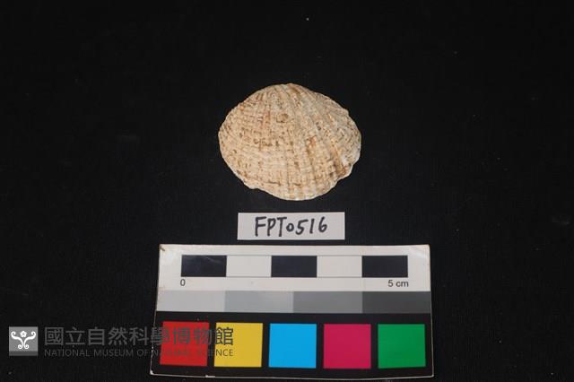 貝殼藏品圖，第1張