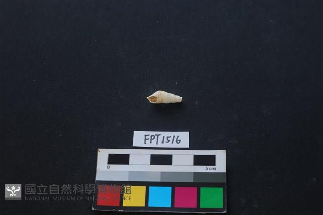 貝殼藏品圖，第1張