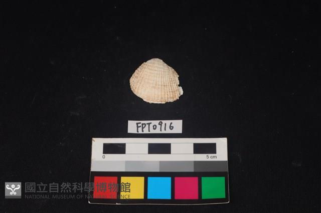 貝殼藏品圖，第1張