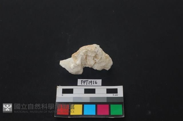 貝殼藏品圖，第1張