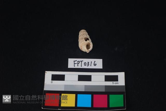 貝殼藏品圖，第1張