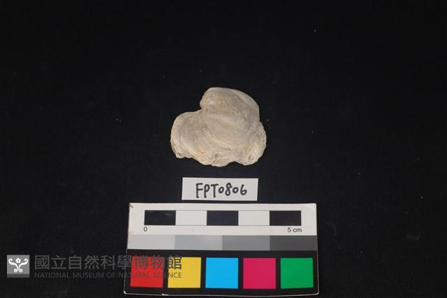 貝殼藏品圖，第1張
