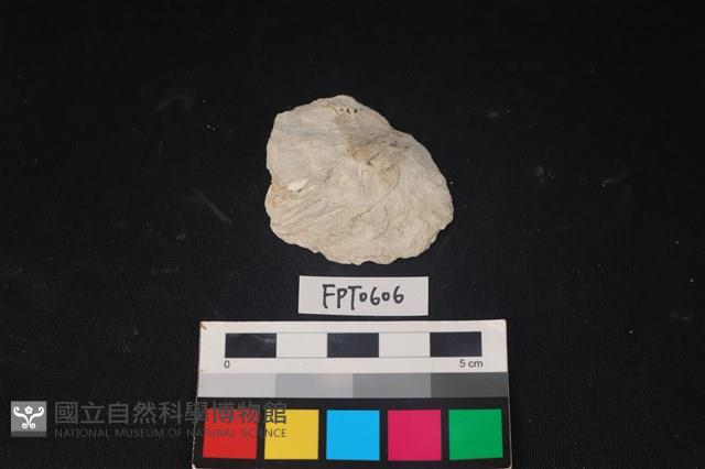 貝殼藏品圖，第1張