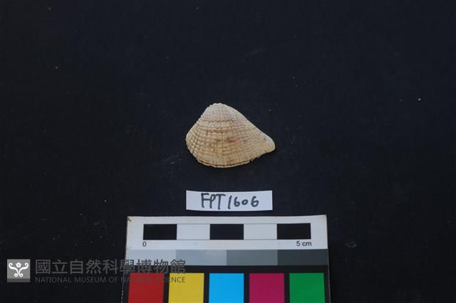 貝殼藏品圖，第1張