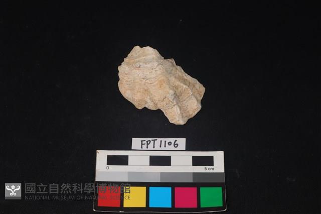 貝殼藏品圖，第1張