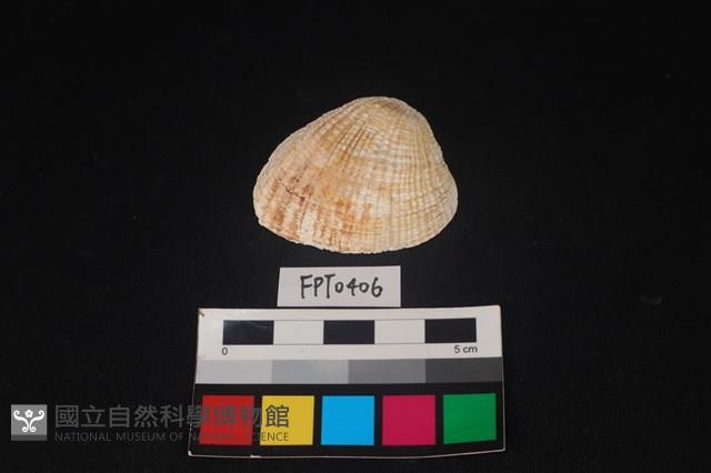貝殼藏品圖，第1張