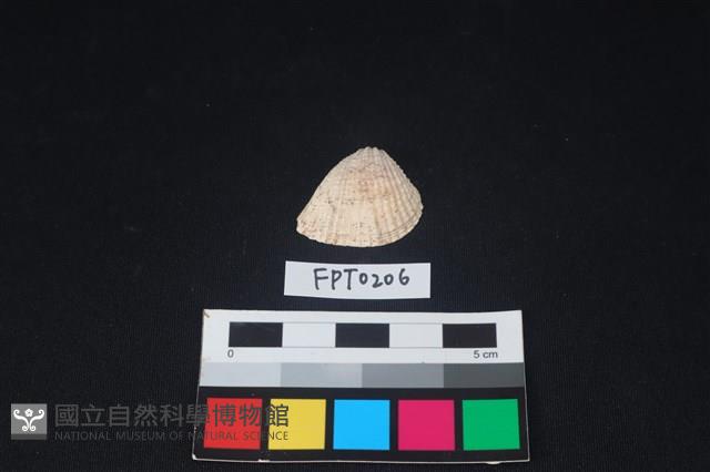 貝殼藏品圖，第1張